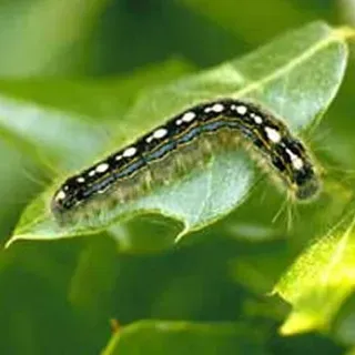 thumbnail for publication: Forest Tent Caterpillar, Malacosoma disstria Hübner (Insecta: Lepidoptera: Lasiocampidae)